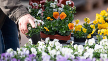 Biedenkopf: Garten- und Pflanzenmarkt
