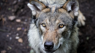Nach Wolfsangriff: Behörden prüfen weiteres Vorgehen