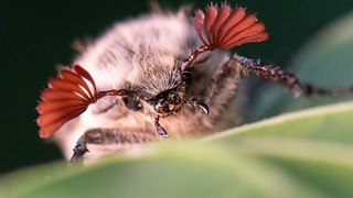 Maikäfer Massenflug rollt bald durchs Hessische Ried