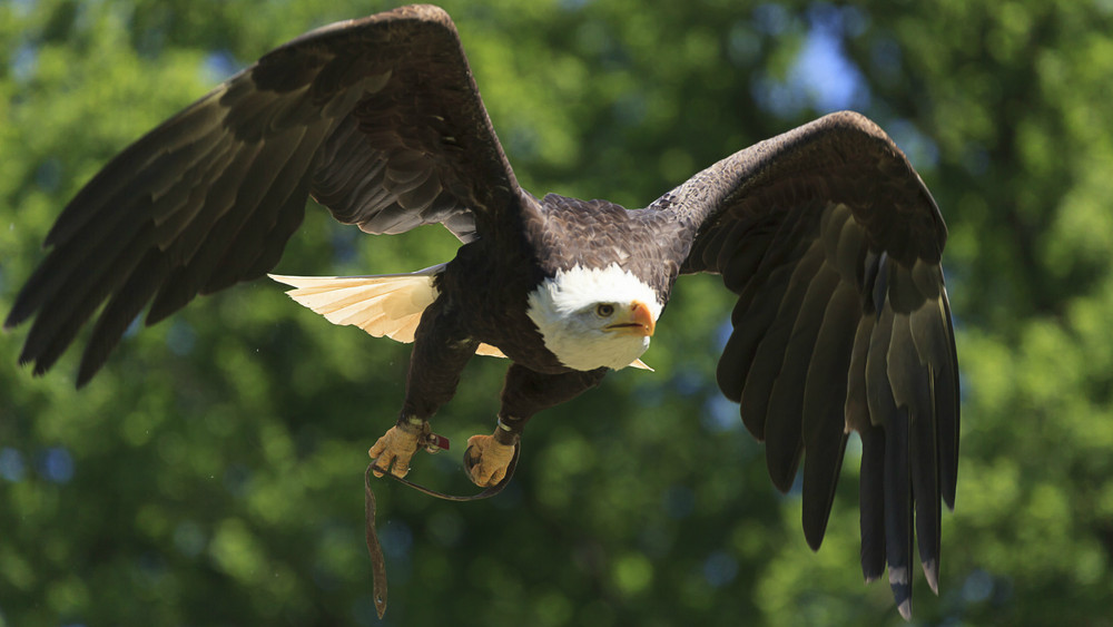 Greifvögel hautnah in Idstein erleben