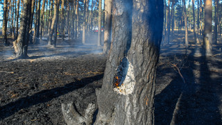Waldbrände in Hessen: Forderungen vom Landesfeuerwehrverband