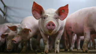 Riedstadt: Anklage nach Schweinestall-Brand erhoben