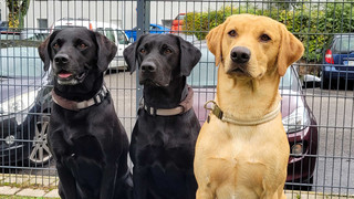 Ausgesprochen Himmlisch am 16.10 - Tierische Lebenshelfer und kreativ Stromsparen
