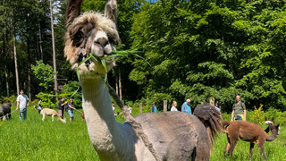 Mit den flauschigen Langhälsen – Alpaka-Wanderung After Work