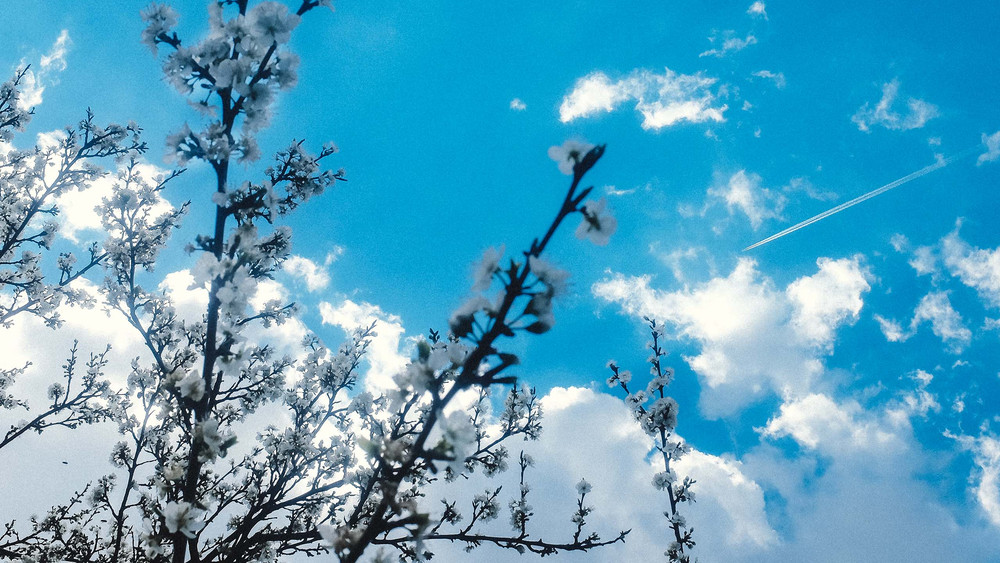 Melsungen: Maibaumaufstellung