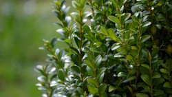 Gartenkulturtreff – Gartenwissen: Buchsbäume in Fulda