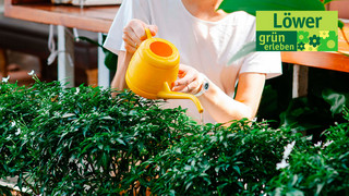 Treuepunkte sammeln & Frühlings-Gutschein gewinnen