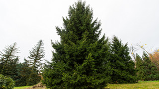 Weihnachtsbäume in den 80ern: Rotfichte oder Nordmanntanne?