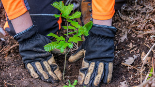 27 Millionen Bäume: Rekord bei hessischen Pflanzaktionen