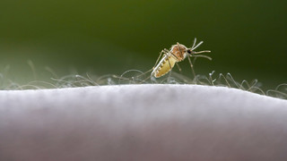 Vier Malaria-Fälle am Flughafen Frankfurt: Wie es dazu kam