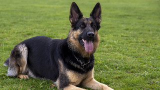 Schmerzensgeld nach Rettung aus Schäferhund-Maul