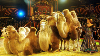 TV-Klassiker zur Weihnachtszeit: "Stars in der Manege" kommt zurück!