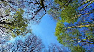 Kreuz und Quer - Wald und Kirche - Tag des Baums am 25. April