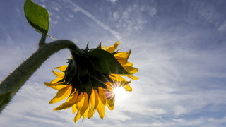 T-Shirt-Wetter im Herbst: Wieder bis 29 Grad in Hessen