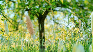 Medizin, Mythos & Kulinarik – der Heilkräuterspaziergang