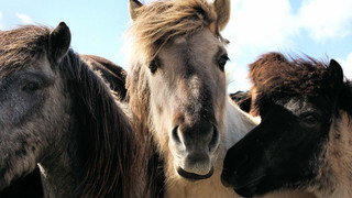 Familienwanderung mit Islandponys – mutig & trittsicher