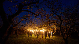 Apfelbäume & Glühapfelträume: Fackelwanderung