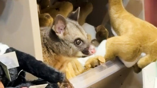 Possum im Souvenirshop überrascht Flughafenbesucher