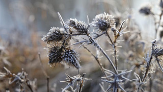 Ausgesprochen Himmlisch am 28. Dezember - Zwischen den Jahren