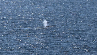 Buckelwal im Meer Zustand und Verbleib unklar