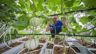 Melonen-Anbau in Geisenheim: Landwirte reagieren aufs Klima