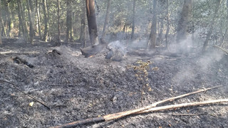 Waldbrände bei Rodenbach - Feuer jetzt unter Kontrolle