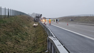 Ausgebüxte Schweine legen A49 bei Schwalmstadt lahm