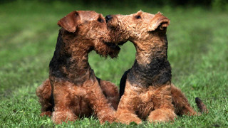 Ausgesprochen Himmlisch am 12. Juni - Wir feiern den Tag des Hundes