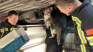 Feuerwehr rettet Katze aus Stadtbus in Wiesbaden