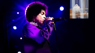 Prince's Taube Divinity stirbt auf Paisley Park