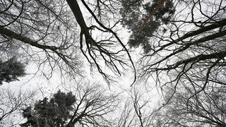 Waldbrandgefahr in Hessen steigt durch Trockenheit