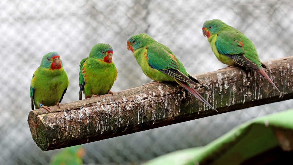 Bad Kreuznach: Skurriler Polizeieinsatz wegen lautem Papagei