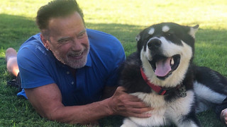 Arnold Schwarzenegger ist auf den Hund gekommen