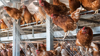 Teure Vogelgrippe: Seuche kostet Hessen rund 100.000 Euro