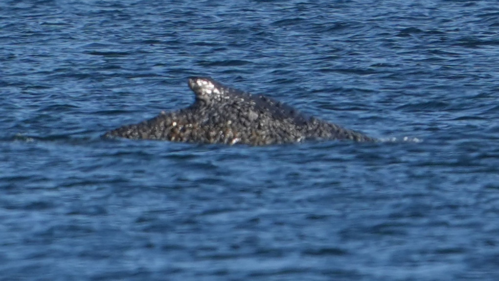 Befreiter Buckelwal wieder gestrandet