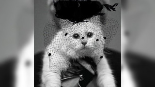 Karl Lagerfelds Erbin: Katze Choupette