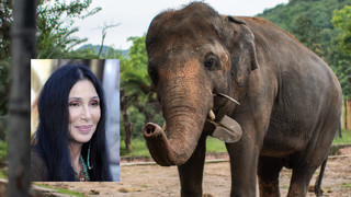 Cher rettet einsamsten Elefanten der Welt