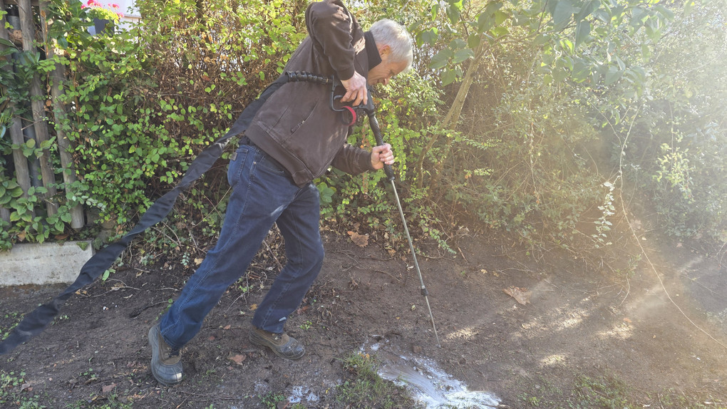 Große Drüsenameise: Gelnhausen zieht mit Lanze in den Kampf