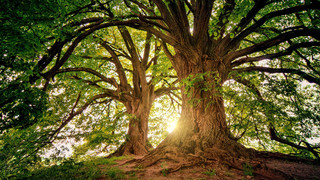 Faszination Waldbaden