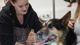 Ausgesprochen Himmlisch am 16. April: Haustiere